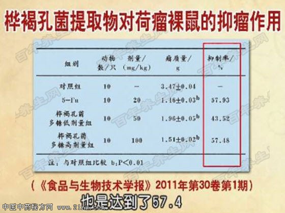 桦褐孔菌的作用