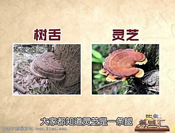 树舌与灵芝