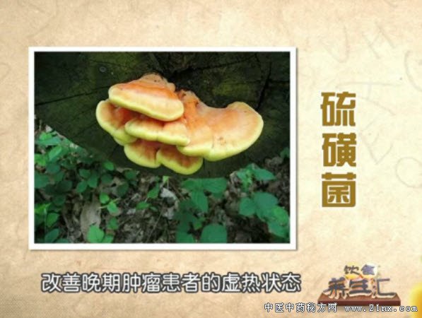 药用真菌-硫磺菌