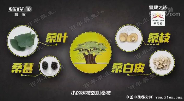 桑树一身都是宝