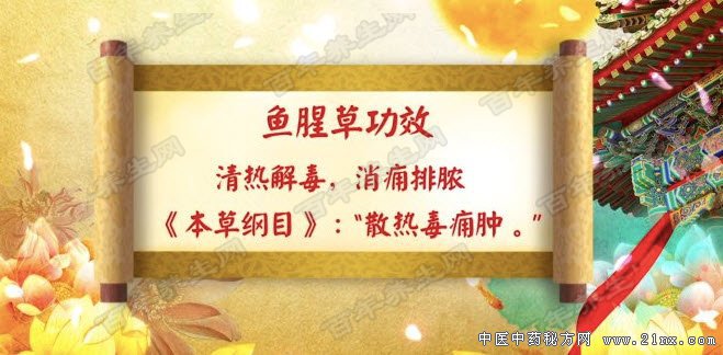 鱼腥草的抗癌功效