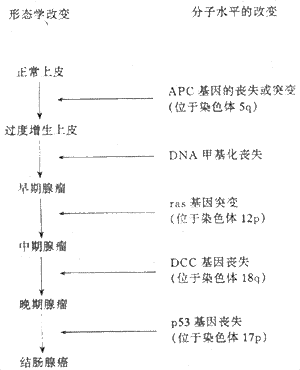 结直肠癌通过上皮增生-腺瘤-癌的阶梯性的演进的分子生物学和形态学改变的关系