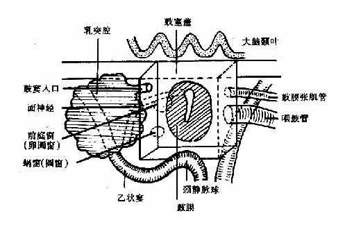 鼓室各壁示意图