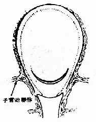 弧形切开,避免损伤两旁大血管