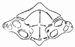 寰椎受力示意-水平位