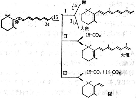 维生素A的氧化代谢的可能途径