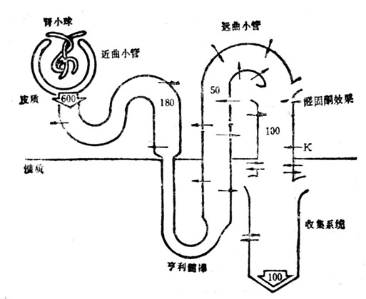 整个肾单位中钾浓度和钾运输的图解、数字为腔内K浓度,箭头表示运输方向