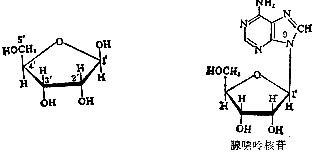 核糖(左)与核苷(右,腺苷)的化学结构