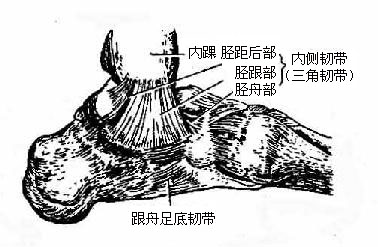 距小腿关节与跗骨间关节及其韧带(内侧面)