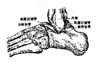 距小腿关节与跗骨间关节及其韧带(外侧面)