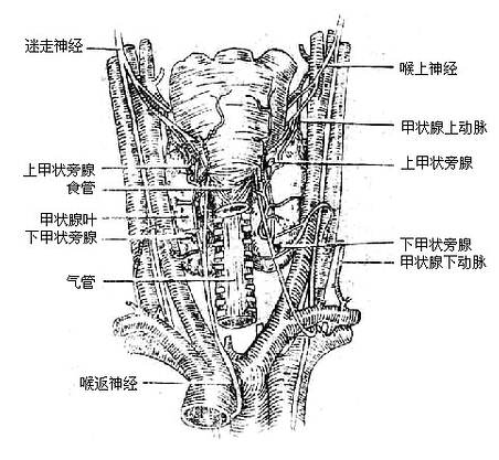 上、下甲状旁腺的位置(后面观)