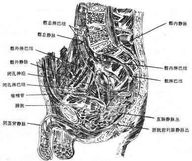 男性盆腔矢状切面(示盆腔的静脉与淋巴结)