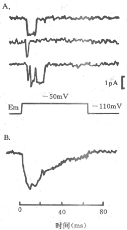 电压门控Na+通道的膜片钳记录A: