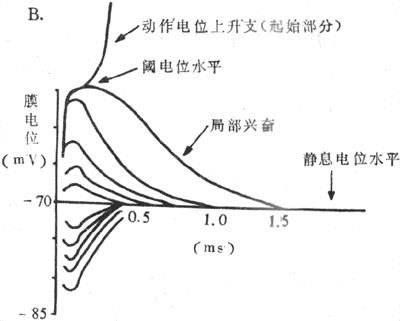 局部兴奋的实验布置(A)和实验结果(B)示意图说明见正文