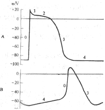 心室肌(A)与窦房结(B)细胞跨膜电位的比较