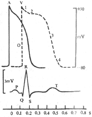 心肌细胞电变化曲线与常规心电图的比较