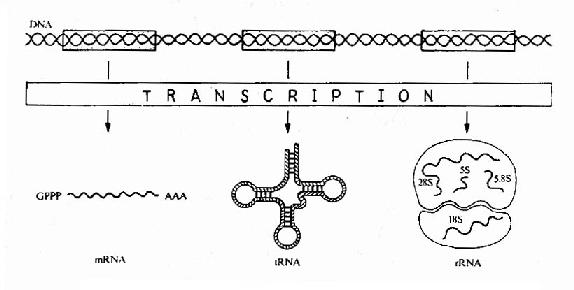 Expression ofgenetic information bytranscription.