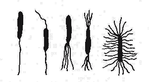 细菌的鞭毛(示意)