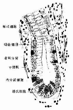 第十二章 消化管 (2)杯状细胞(goblet cell): 散在于吸收细胞间,分泌