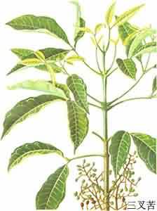 【别名】 三桠苦,小黄散,鸡骨树,三丫苦,三枝枪,三叉虎 【来源】