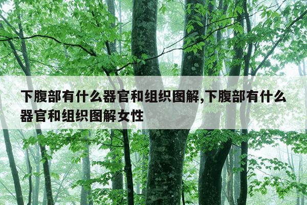 下腹部有什么器官和组织图解,下腹部有什么器官和组织图解女性