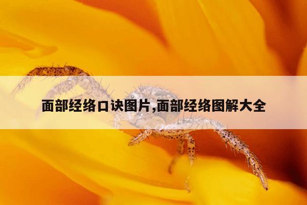 面部经络口诀图片,面部经络图解大全