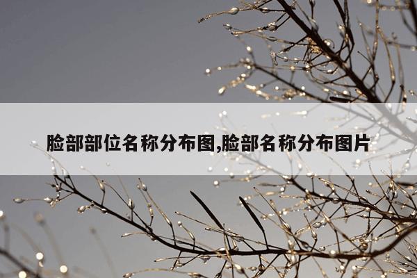 脸部部位名称分布图,脸部名称分布图片