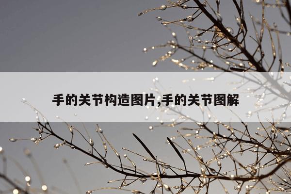 手的关节构造图片,手的关节图解