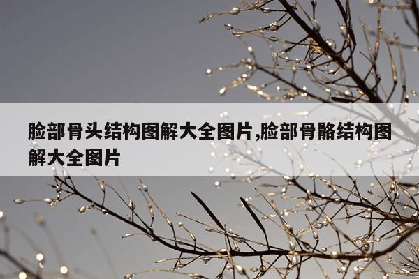 脸部骨头结构图解大全图片,脸部骨骼结构图解大全图片