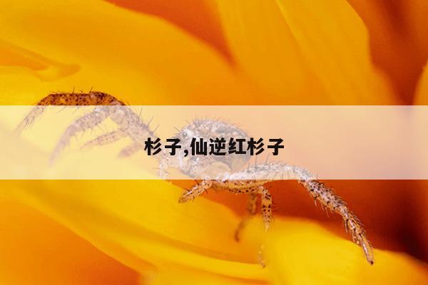 杉子,仙逆红杉子