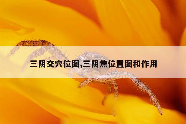 三阴交穴位图,三阴焦位置图和作用