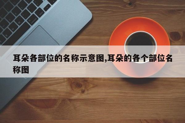 耳朵各部位的名称示意图,耳朵的各个部位名称图