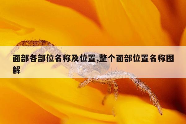 面部各部位名称及位置,整个面部位置名称图解