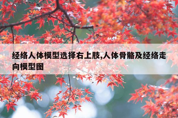 经络人体模型选择右上肢,人体骨骼及经络走向模型图