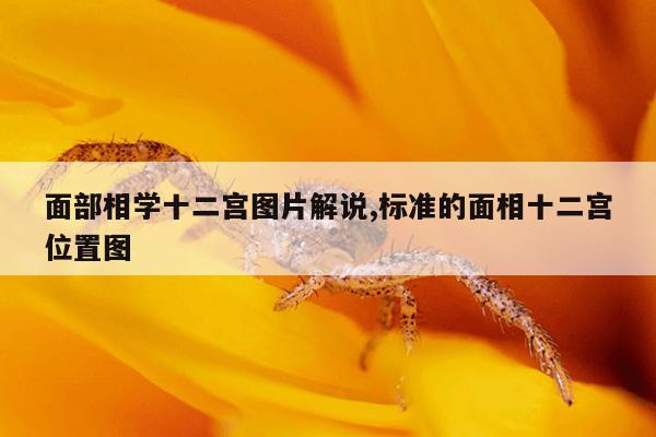 面部相学十二宫图片解说,标准的面相十二宫位置图