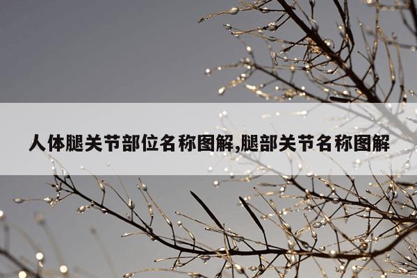 人体腿关节部位名称图解,腿部关节名称图解