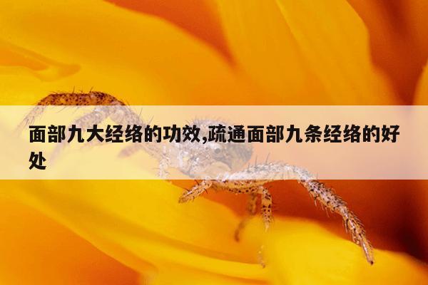 面部九大经络的功效,疏通面部九条经络的好处