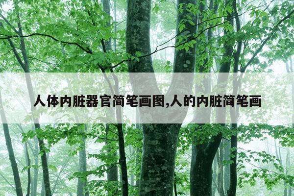 人体内脏器官简笔画图,人的内脏简笔画