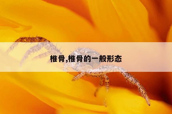 椎骨,椎骨的一般形态