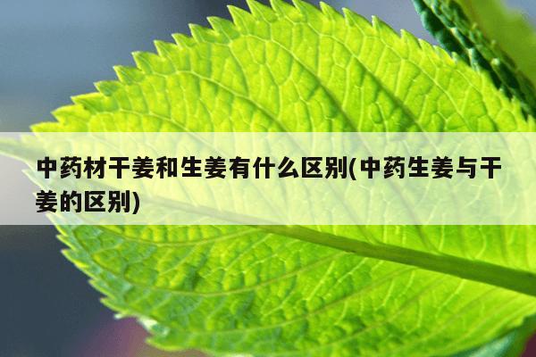 中药材干姜和生姜有什么区别(中药生姜与干姜的区别)