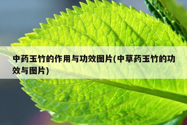 中药玉竹的作用与功效图片(中草药玉竹的功效与图片)