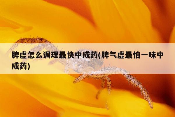 脾虚怎么调理最快中成药(脾气虚最怕一味中成药)