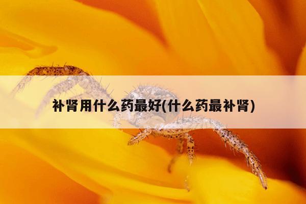 补肾用什么药最好(什么药最补肾)