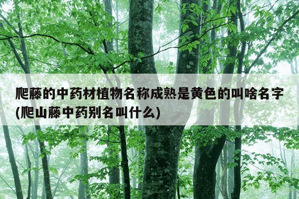 爬藤的中药材植物名称成熟是黄色的叫啥名字(爬山藤中药别名叫什么)