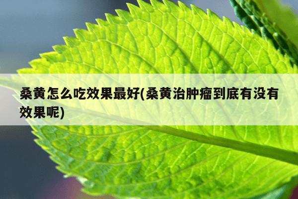 桑黄怎么吃效果最好(桑黄治肿瘤到底有没有效果呢)