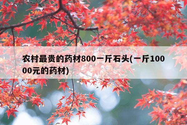 农村最贵的药材800一斤石头(一斤10000元的药材)