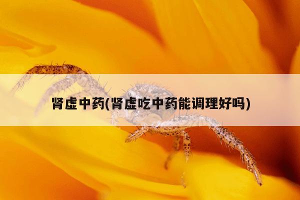 肾虚中药(肾虚吃中药能调理好吗)