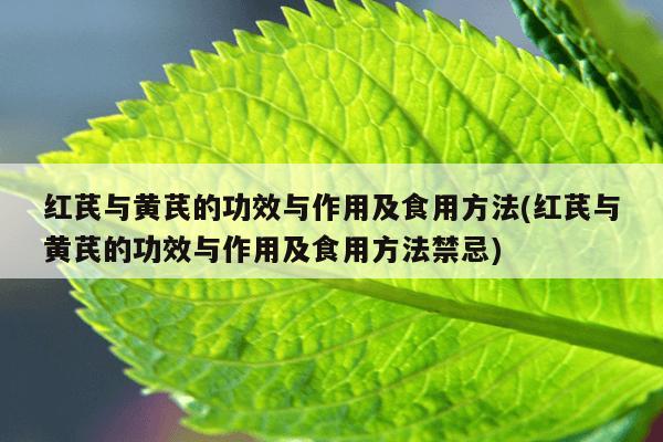 红芪与黄芪的功效与作用及食用方法(红芪与黄芪的功效与作用及食用方法禁忌)