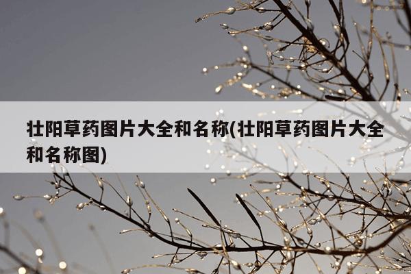 壮阳草药图片大全和名称(壮阳草药图片大全和名称图)