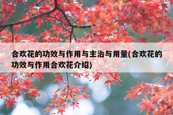 合欢花的功效与作用与主治与用量(合欢花的功效与作用合欢花介绍)